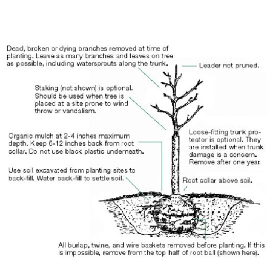 MLeavesForever's tweet photo. #treecareTuesday Fall is the second best time to plant trees; plant early enough that trees can establish before winter sets in. Check out our comprehensive planting guide: https://t.co/Trxqq1Gd3L https://t.co/Vx4tRmmFkF