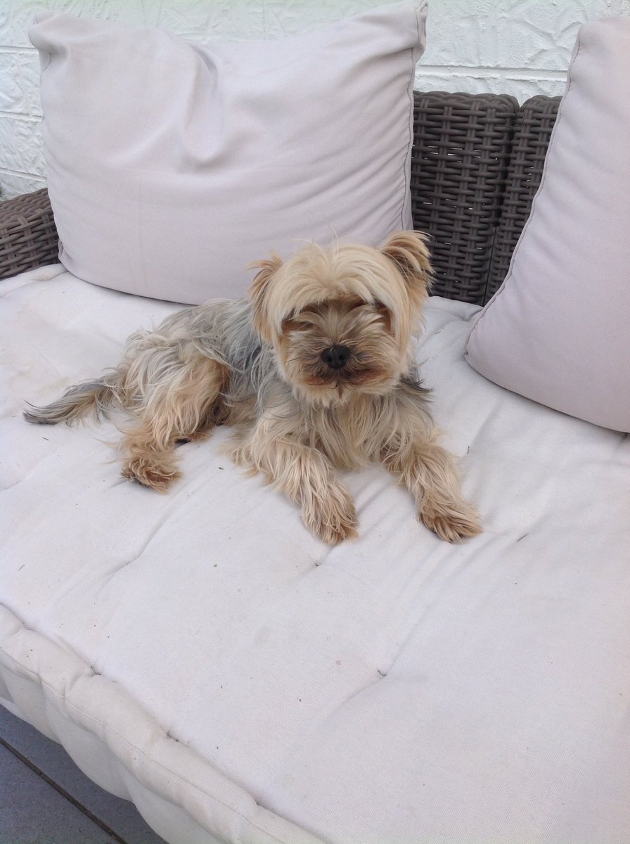 #DogsagainstBrexit

Hello@my name is Soldier, I was born and live in France.  Pet travel rules could stop my family travelling to visit family in the UK because they won't go without me.  #DogsagainstBrexit