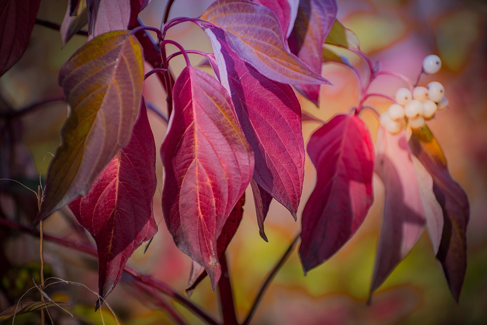Red leaves
#autumn #leaves