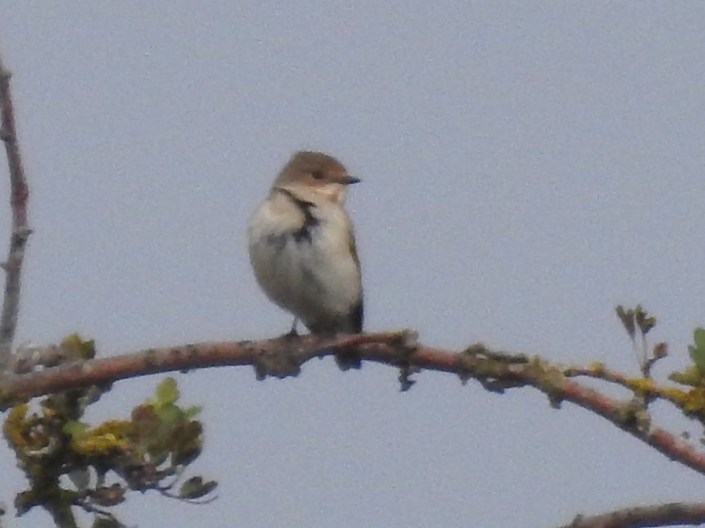 SpadgeBirder's tweet photo. @DJRBirder @lincsbirders @Lincsbirding Thanks for the heads up @DJRBirder #patchgold #patchfirst https://t.co/fZEdPxWedq