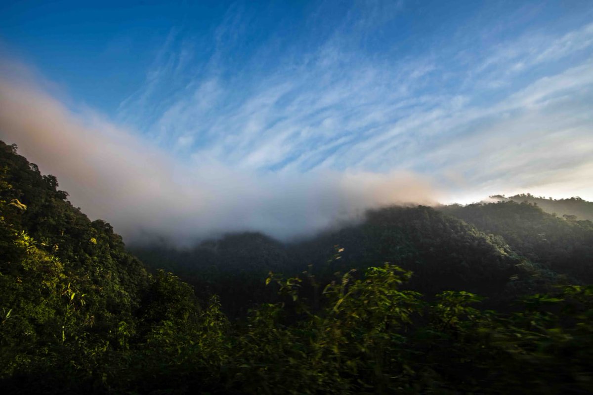 Ccpurforest's tweet photo. Lush green evergreen forest of CCPUR. Do pay a visit! #forest #nature #Himalayas #Evergreen forests. @IFS_Officers @airnews_imphal https://t.co/sTc6atLwI1