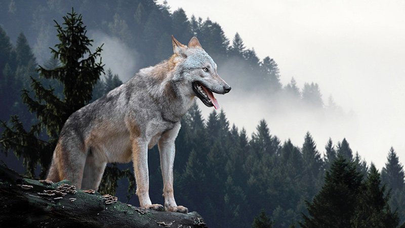 Wolf in place-names, ogham inscriptions, surnames & family crests in  #Ireland! And many names for the wolf in Irish!>mac tire, "son of the country/land">bréach, "wolf">faolchú, "wolf-hound">madras alta/allaid/allta, "wild dog">cano, "wolf cub">glaoidheamhain, "wolf howler"