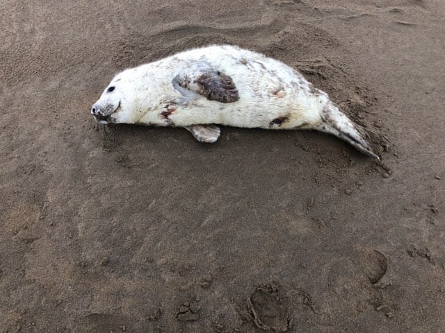 BDMLR's tweet photo. This poorly seal pup was picked up last week from Saunton Sands Beach by one of our marine mammal medics, Louise. Lots of wounds and very small! Thank you to Penbode Pet Veterinary Surgeons for allowing him to stay over night before heading to rehab. ❤️ https://t.co/xCU4TXm7JI