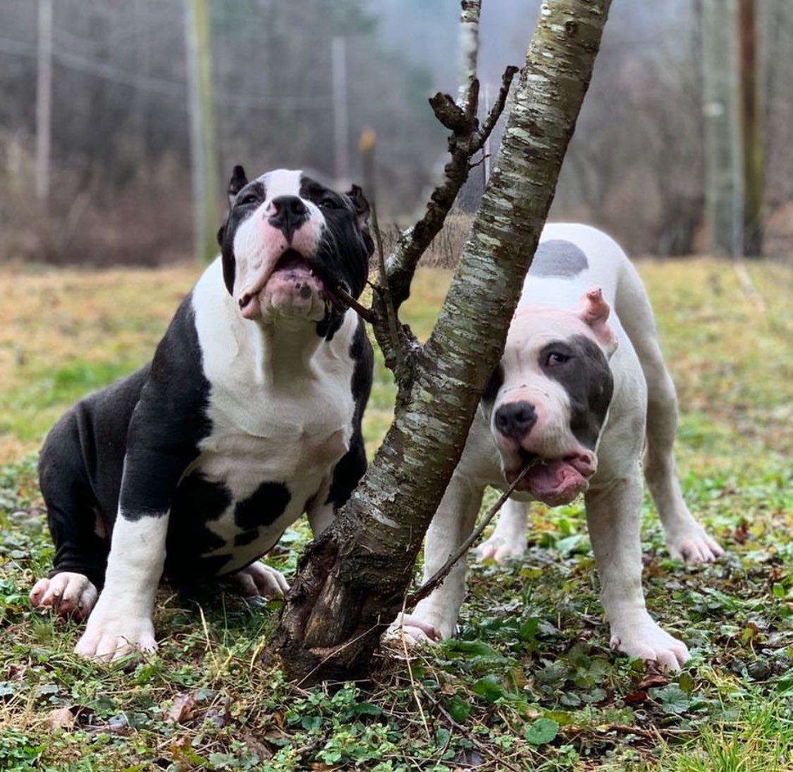 micahjacek's tweet image. Don’t forget to go follow @BuildABull  🔥🐾 Look at these babies 😍