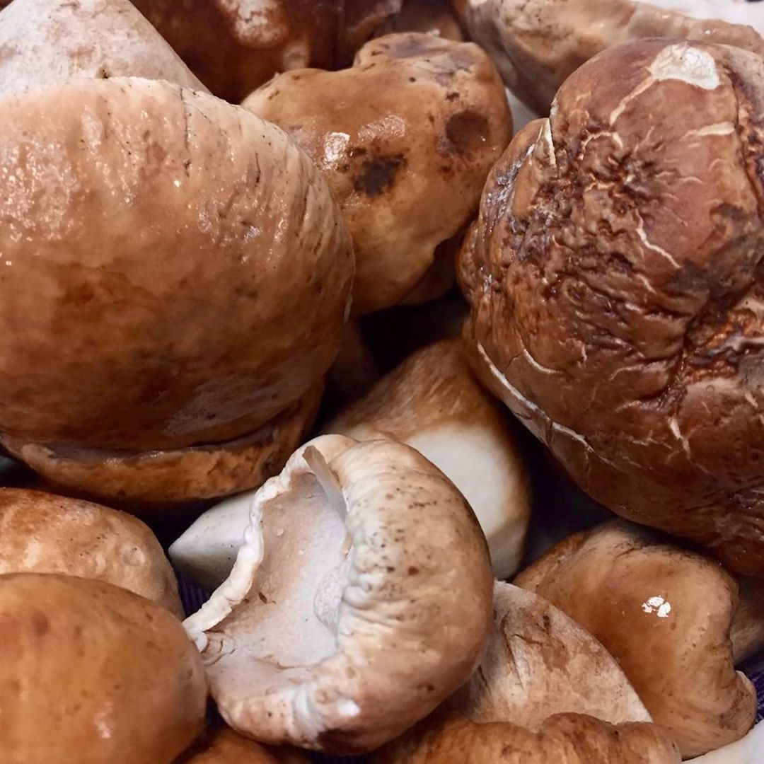 Pago de Cirsus tweet media