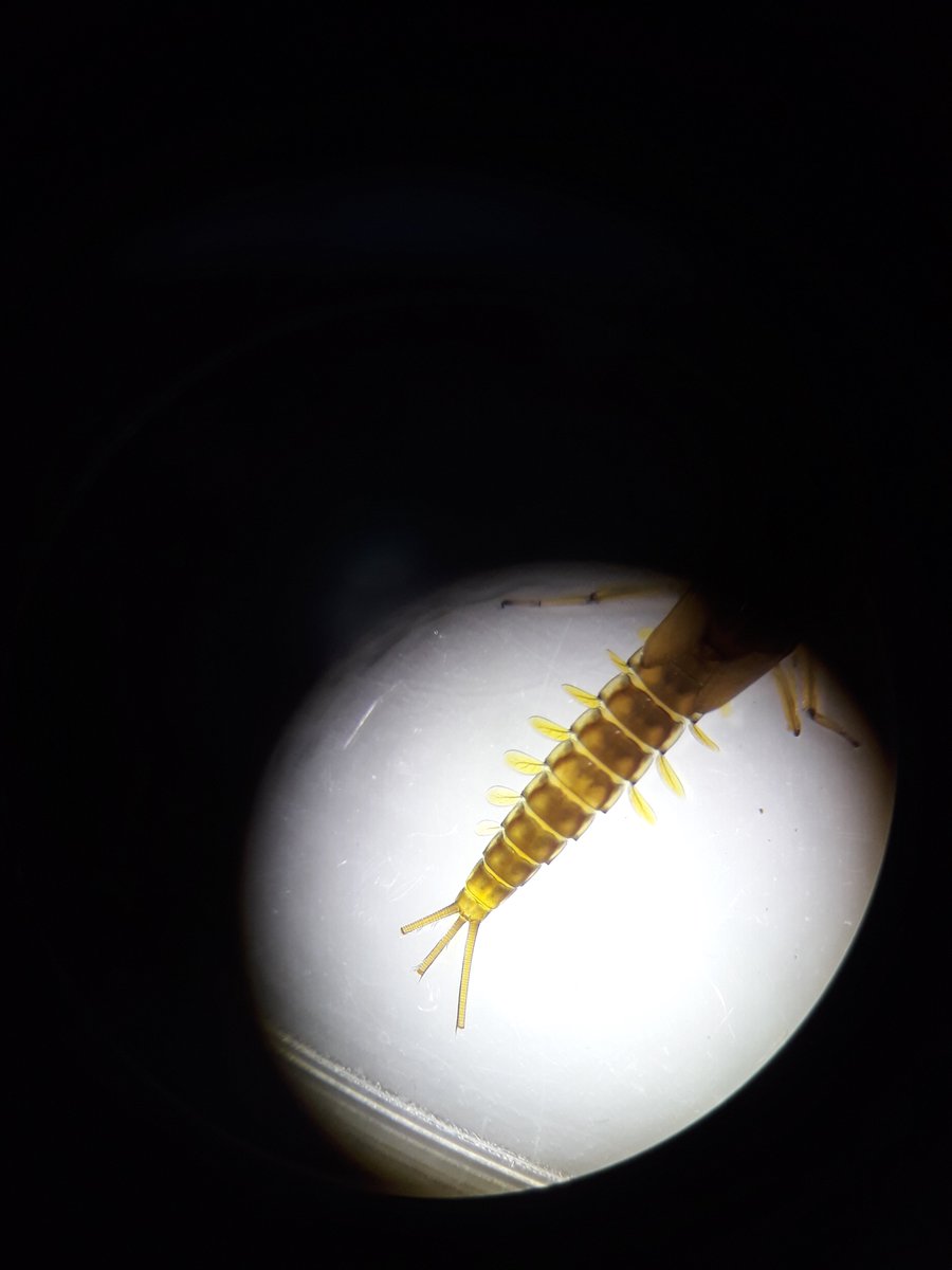 Marine_nineteen's tweet photo. Lab session today identifying all the organisms caught yesterday at Cadover Bridge on #Dartmoor with 
@StormMcclements and @ellen_k_jones!

Some of my favourite microscope pics of our inverts today🔬#plymbio https://t.co/sM4Ytpu5QS