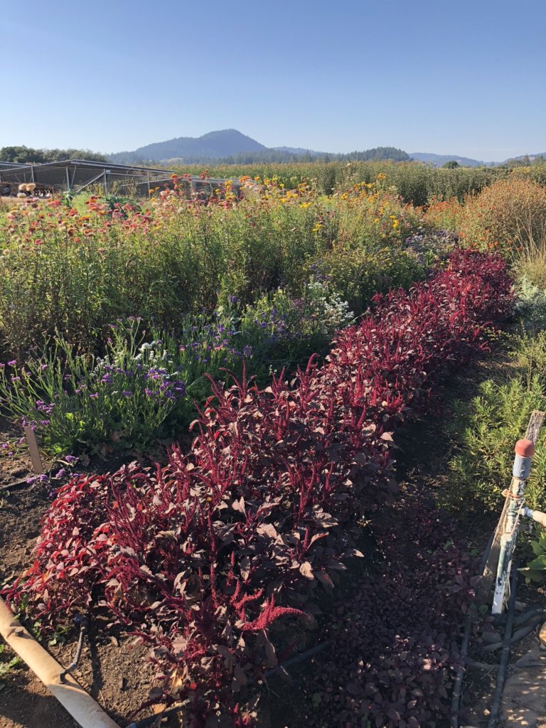 A huge thank you to President Frank Chong and Agriculture Dean Benjamin Goldstein for hosting the <a href="/CCAssociationEx/">Community College Association Executives</a> at <a href="/SantaRosaJC/">Santa Rosa Junior College</a>’s Shone Farm. What an incredible facility these CC students are able to learn at.