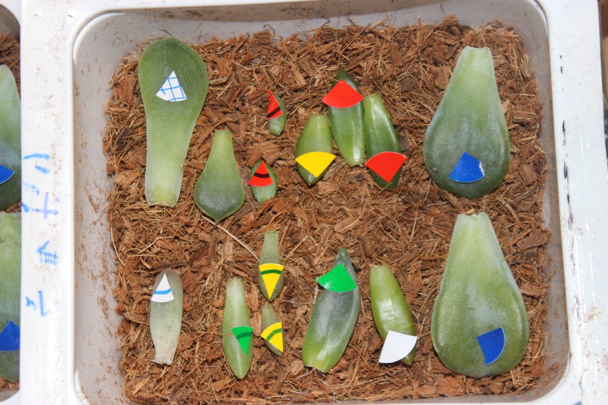 ウーロンの実験室 葉挿し編 Togetter