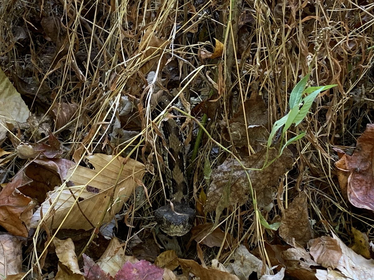 TimberTweets's tweet image. #Xavier was well camouflaged this morning. He was buried under dying grasses and leaves. While attempting to find him, I accidentally poked him with the stick. He came out to take a peek at me and went right back under!