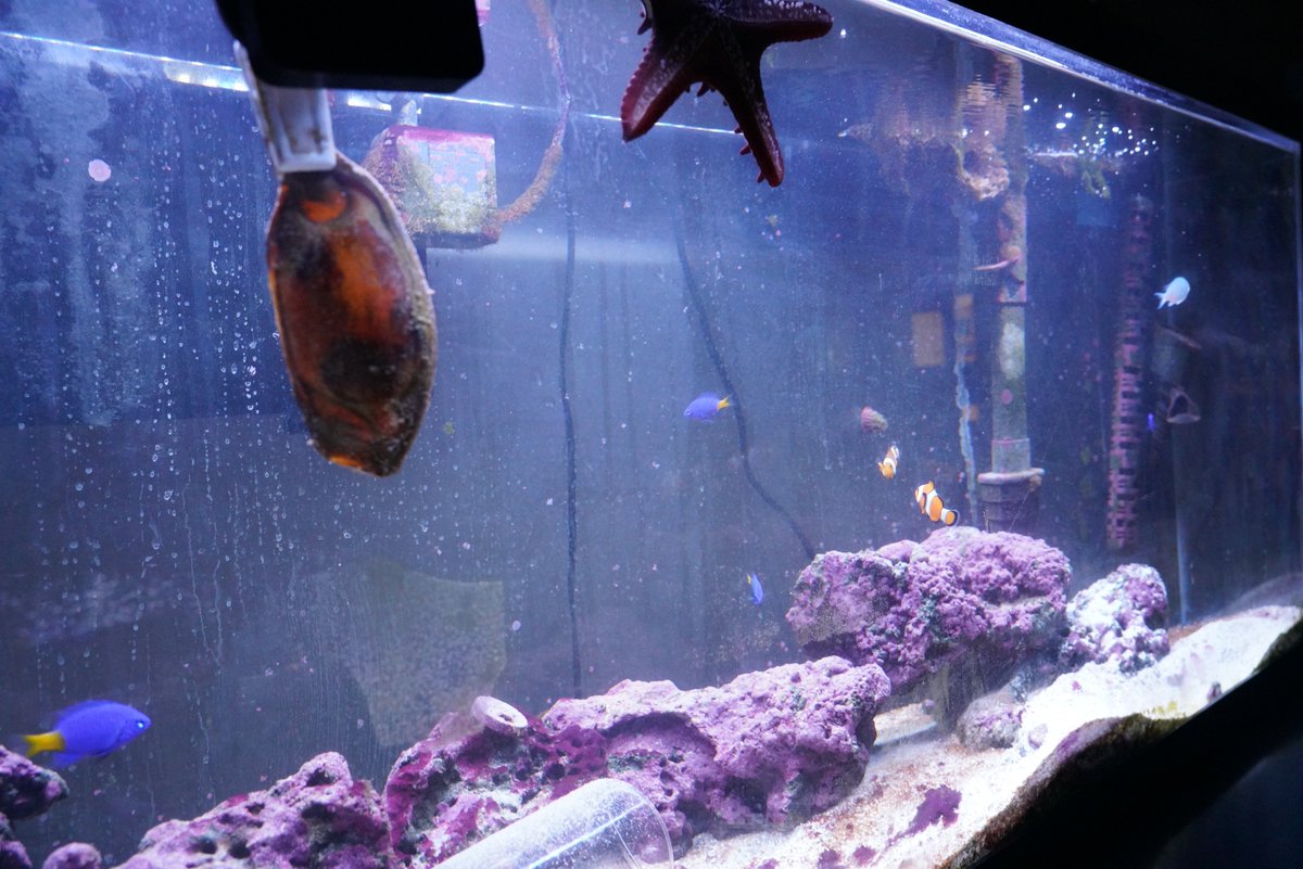 .<a href="/UnionHSTulsa/">Union High School</a> has baby sharks in Morgan Masterson's class. Students observed one in an egg case in development and one out of the egg case. #zoology #science @RedskinsScience