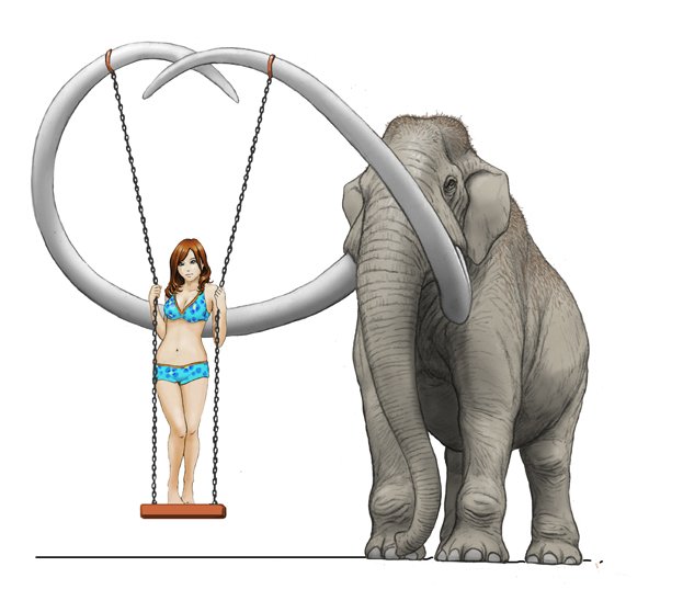 ট ইট র 川崎悟司 ｈｐ更新 インペリアマンモス Mammuthus Imperator T Co 47enielezy マンモスといえば たいていがケナガマンモスだけど マンモスには何種類もいて インペリアマンモスは アフリカゾウの巨躯をしのぐ最大級のマンモスにして 湾曲