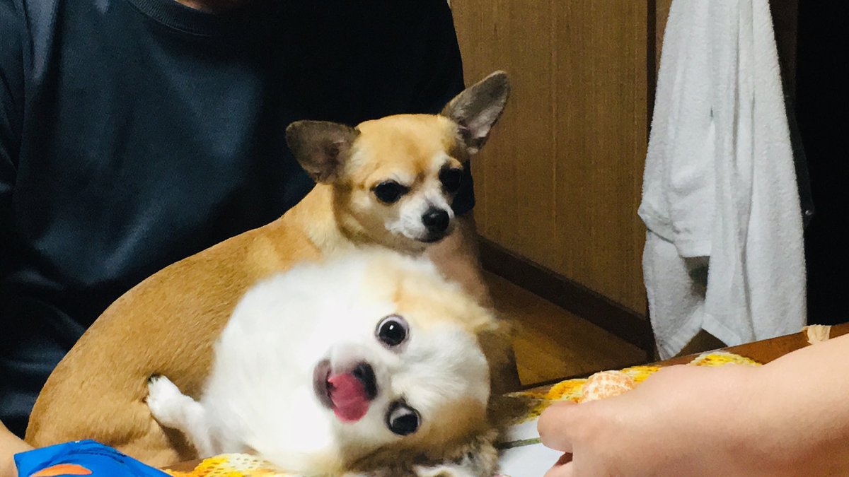 renatochan4's tweet photo. うちのチワワが初めてこんな仕草を見せてくれた！超絶可愛いから見てみて( *˙ω˙*)و ｸﾞｯ! https://t.co/YvSx8q6Yrb