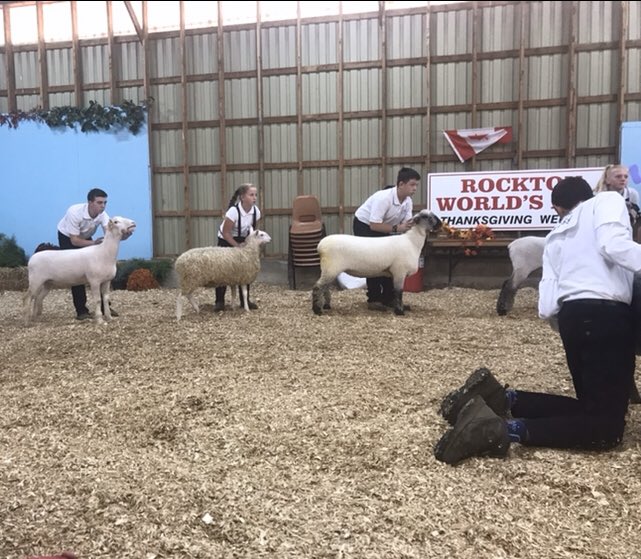 mamafrogofthree's tweet photo. Final show of the season for these Brant County 4-H Sheep club members. Countdown is on to the Royal Winter Fair @4HOntario  #BrantCounty4H #roadtotheroyal https://t.co/A0rPYMhtR4