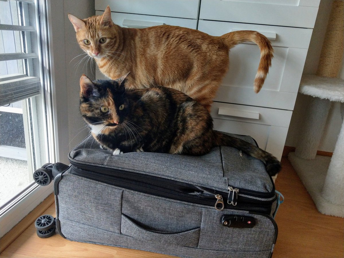 SparkOfDarkness's tweet photo. Wenn man keinen Messestand hat, reicht auch mal der kleine #Koffer.
#Gepackt und #kontrolliert 🐈🐈
Morgen geht's dann los.
#fbm19 #cats #catcontent #catsecurity #suitcase
#Katzen #Autor_innenleben #Autorenleben #Messe https://t.co/wC2pk5Pop8