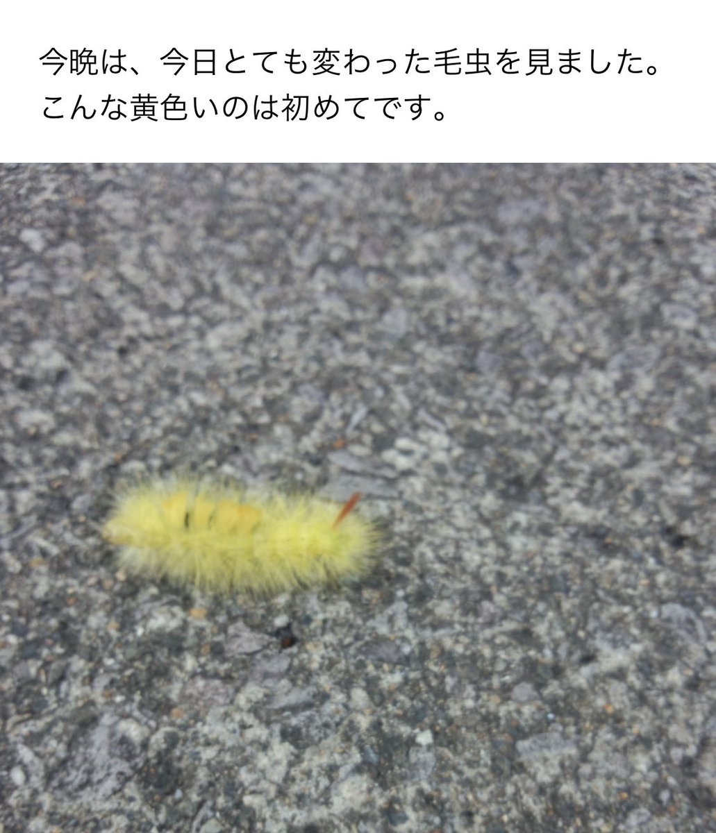 Sachi 大野剣友会 何でも屋 در توییتر うちの母からのメール 60年以上生きてきて 初めて見た黄色い毛虫をわざわざ写真に撮って送ってきた リンゴドクガの幼虫と思われるので 成虫の白いモスラのような蛾の写真を送ってあげたが 返事はない 毛虫だけで満足だった