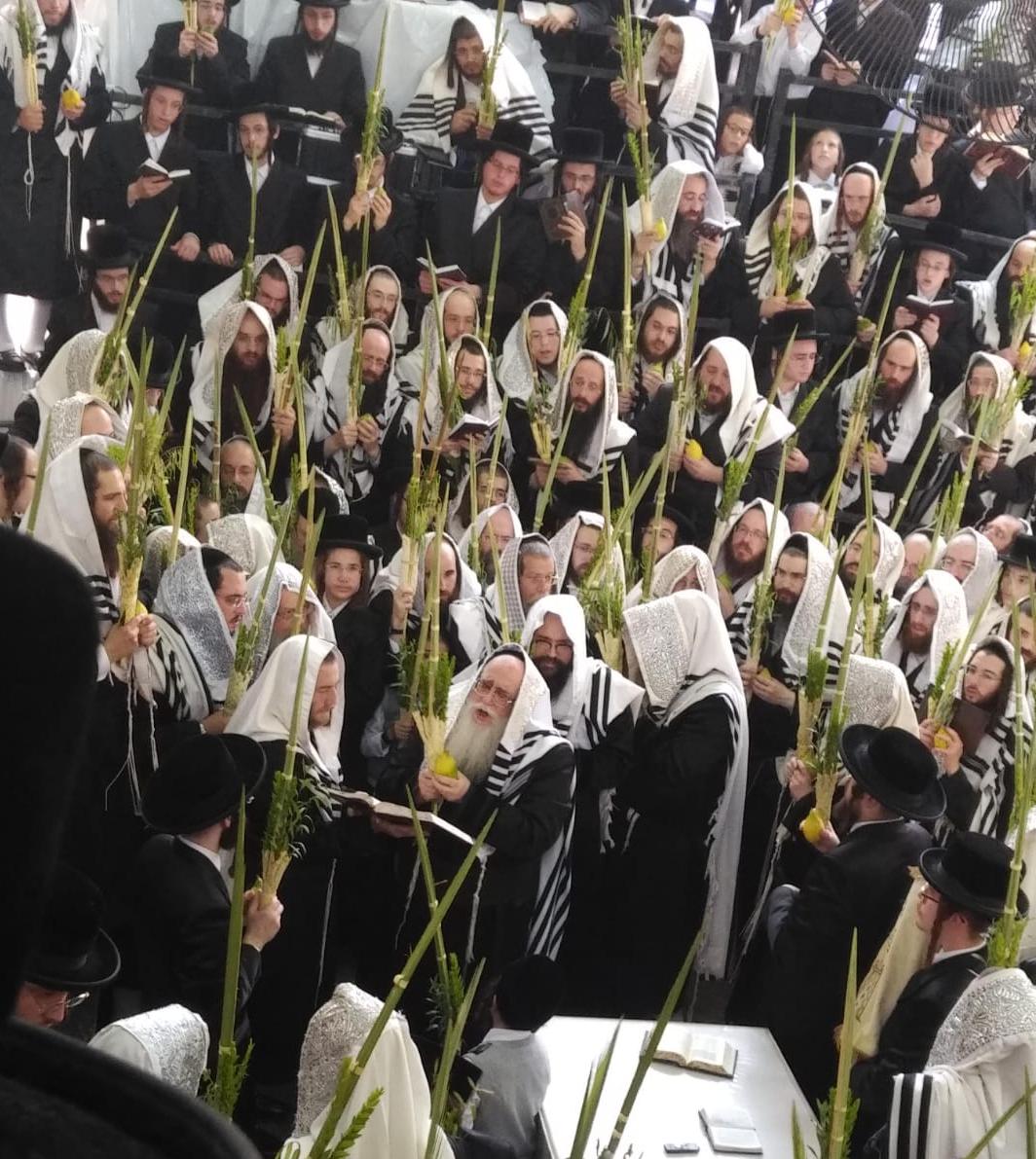JonathanBerim's tweet photo. El rebe de #Tzanz y sus jasidim realizando la tefila de #sucot en la #suca comunitaria en la ciudad de #Netania.
🇮🇱
#sukot #sukkot
#SoloEnIsrael https://t.co/EKOE2lDU8g
