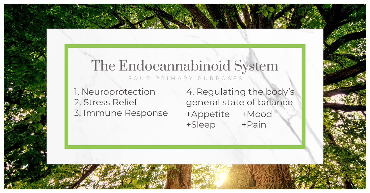 IGM_CBD's tweet photo. Hemp extract primarily interacts with the body’s endocannabinoid system, a grouping of millions of cannabinoid receptors found throughout your body, but are primarily clustered in the brain and central nervous system. Check out what it does for you!
Learn more... (1/2) https://t.co/OUZ3t5xFW2