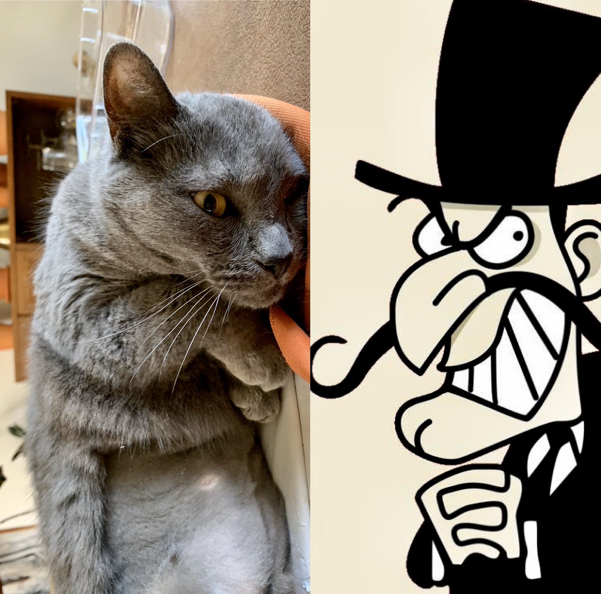 I took this picture of my friend’s scrumptious kitty Herman, then noticed that he looks like he’s wickedly wringing his evil little paws. Tell us your bad pussycat stories tonight at <a href="/triviology/">Triviology</a>: <a href="/cruzroomPDX/">Cruzroom</a> @ 7, <a href="/HawthorneHop/">Hawthorne Hophouse</a> @ 7:30, <a href="/thewaypost/">The Waypost</a> or Speakeasy @ 8! #OilCanHerman