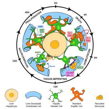 Immunity (@immunitycp) on Twitter photo (1/2) Free featured articles this month #Kupffer! <a href="/MartinGuilliams/">Martin Guilliams</a>, <a href="/saeyslab/">SaeysLab</a>, Bonnardel, <a href="/wouter_tj/">Wouter T'Jonck</a> &co trace the developmental stages of #monocytes as they differentiate into Kupffer cells & map the cellular interactions imprinting Kupffer cell identity doi.org/10.1016/j.immu… (1/2) Free featured articles this month #Kupffer! <a href="/MartinGuilliams/">Martin Guilliams</a>, <a href="/saeyslab/">SaeysLab</a>, Bonnardel, <a href="/wouter_tj/">Wouter T'Jonck</a> &co trace the developmental stages of #monocytes as they differentiate into Kupffer cells & map the cellular interactions imprinting Kupffer cell identity doi.org/10.1016/j.immu…