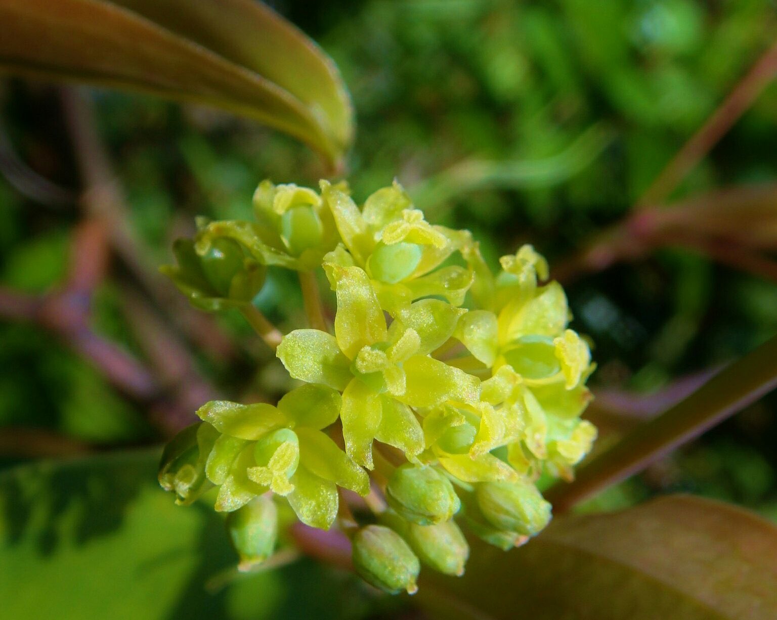 花 10月16日の花 サルトリイバラ 猿捕茨 花言葉 屈強 サルトリイバラ科シオデ属 別名 サンキライ 山帰来 毒消しの実として使われ 必要がある時に山に入り 実を食べて帰って来ることから そう呼ばれた 草丈70m350cm 果実 直径7mm 西日本 花 10月16日の花 サルトリイバラ 猿捕茨 花言葉 屈強 サルトリイバラ科シオデ属 別名 サンキライ 山帰来 毒消しの実として使われ 必要がある時に山に入り 実を食べて帰って来ることから そう呼ばれた 草丈70m350cm 果実 直径7mm 西日本