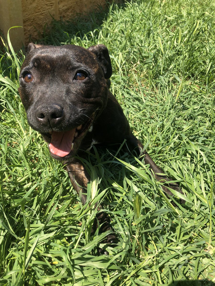 Mmmm this sunshine makes me this happy 😁 #staffypatrol #happystaffie #ruby #sunnydaysahead #sunshineyday #smilesquad #blackstaffy #staffysoftwitter #englishstaffysoftwitter #twitterdoggos #dailystaffys #staffylove #staffy #staffie #englishstaffy #englishstaffie #adogslifeisgood