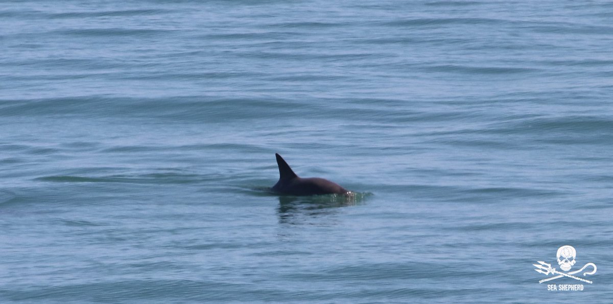 Sea Shepherd US tweet media