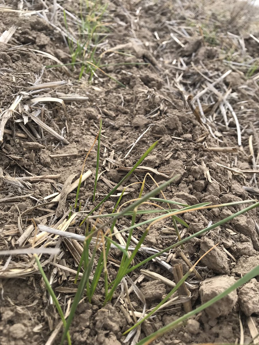 PNWcoug's tweet photo. Have you seen freeze banding on wheat? It is created when freeze occurs while wheat is emerging. I was out observing how Cruiser @ 1.33 oz/cwt and its Vigor Effect™️ helping overcoming adverse conditions in PNW. #CruiserVigor https://t.co/UDcwyEmZqO