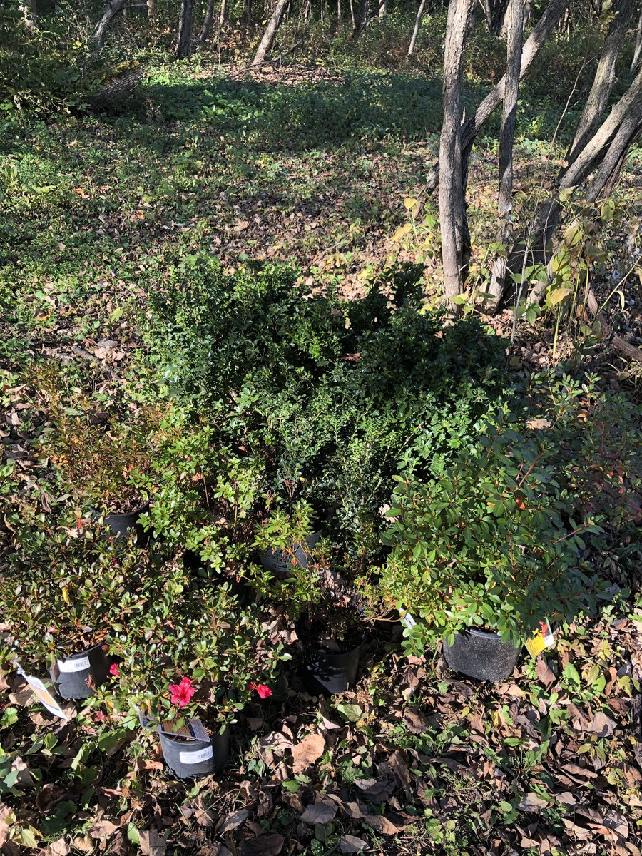 Collection of shrubs to plant, 7 azaleas, 4 holly, still have to get some lowbush blueberries for this spot.