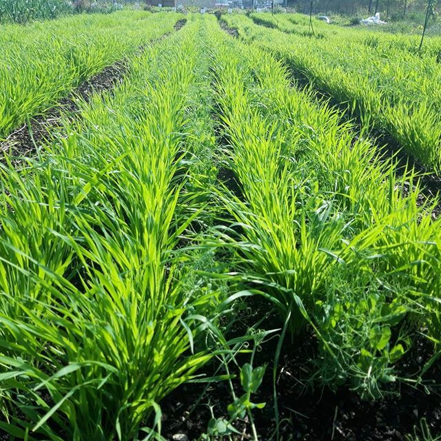 One way we grow more sustainably is by cover cropping, and using this mix of peas and oats is a great way to do it! Peas fix nitrogen into the soil while the oats build organic matter, suppress weeds and help to retain nutrients. Both are killed off in t… ift.tt/33wIicA