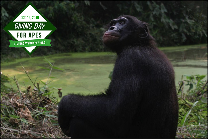 Lola_ya_Bonobo's tweet photo. Only a few more hours left in Giving Day for Apes! Let's protect what we care about on this 24-hr day of giving. https://t.co/md5Tapt6HJ
To everyone who has donated so far, THANK YOU! Bonobos in the wild are grateful.
#GD4A #Bonobos #Conservation #Giving https://t.co/QpsAijtDN4