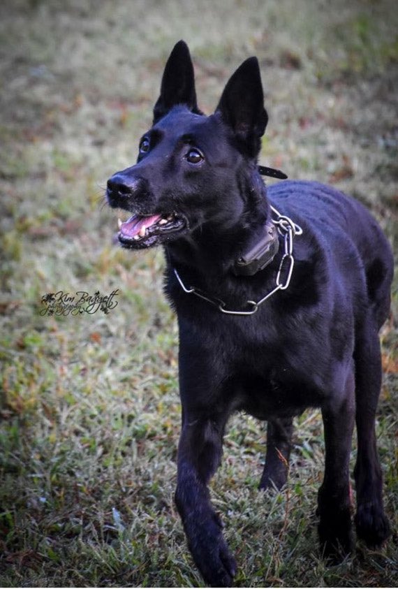 Thank you to everyone for your outpouring of love and support for DeKalb County Police K-9 Officer D’Jango. He’s still recovering in a hospital tonight. #DKPD #K9 #K9Officer
