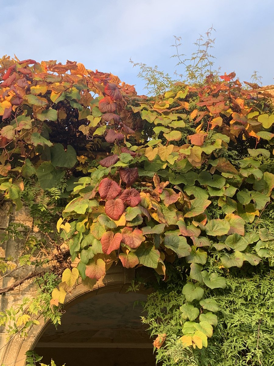 The glory of autumn mixing with the final throws of summer, Vitis coignetiae with Plectranthus barbatus flowering in the foreground. 
#holkerhall #lakedistrict #cumbria #autumn