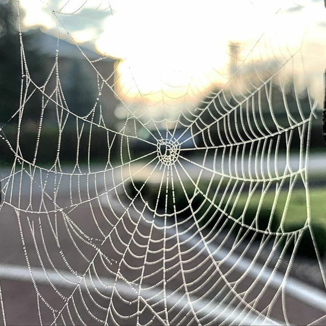 norbertgodyn's tweet photo. #iphoneonly #shotoniphonexr #lovelife #hereandnow #spiderweb #norbertgodyn https://t.co/f5KpCMIqBw https://t.co/FPB2NbH6Xx