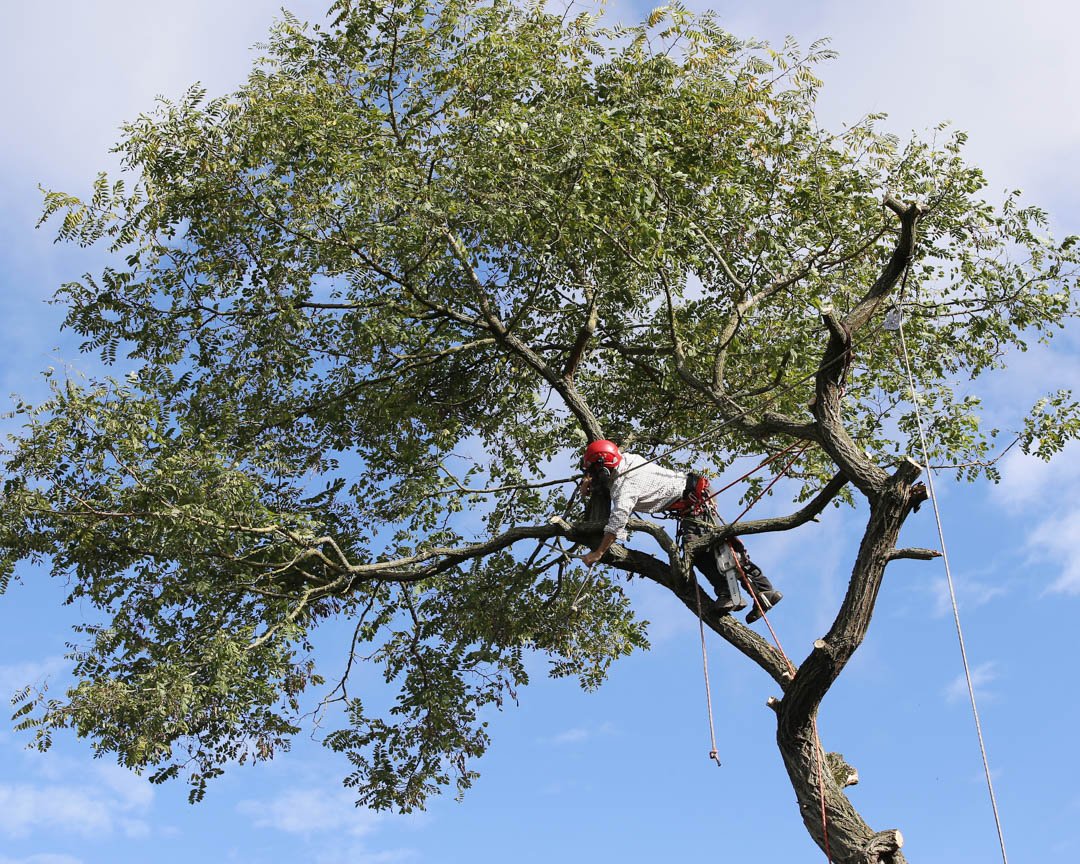 MarsamTree's tweet image. Let #MarsamTreeService provide the best #experience for your #TreeTopping needs today! Give Us A Call at # (828) 266-0397 today! #EmergencyTreeRemoval #TreeCutting #TreePruning #TreeTrimming #Arden28704 bit.ly/2FvKEQX
