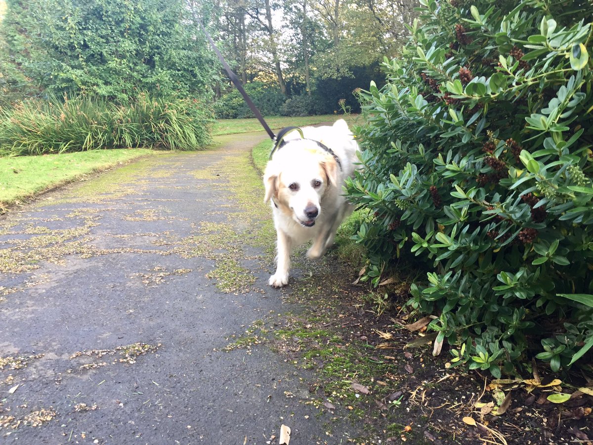 Dusty joined the Wooftidoos’ Gang today!  Welcome Dusty 🐾🐾😊<a href="/dogcelebration/">CelebrationOfDogs</a> @WayTooViral @dogownersuk  <a href="/GoodVetGuide/">Good Vet Guide</a> <a href="/dogandpuplovers/">We love dogs. 🐕🐶😍</a> #retriever 
#blackpooldogwalker #lovedogs #fun #walks #dogsoftwitter #cutedogs #Blackpool #dogwalkerblackpool #lovemyjob