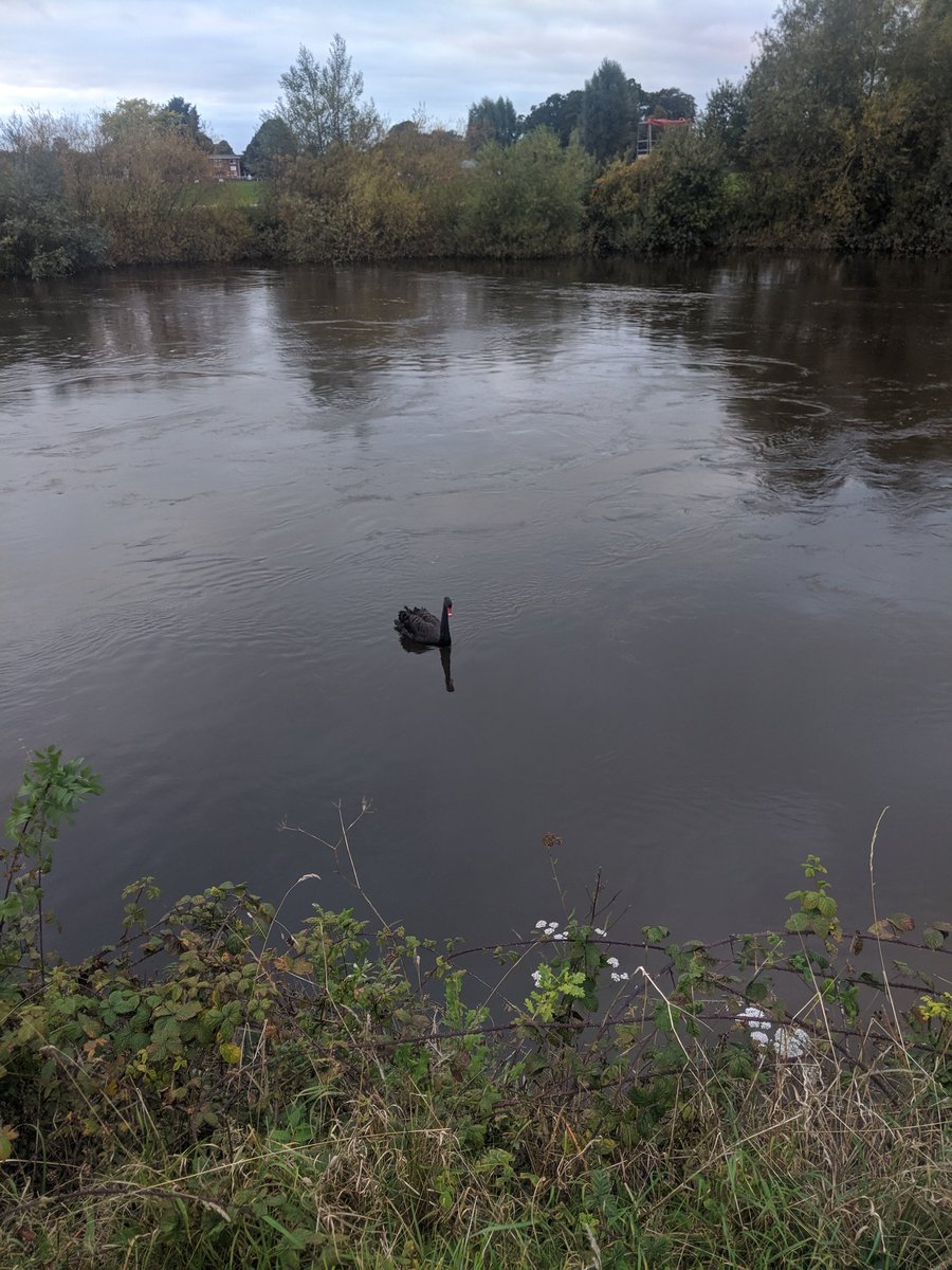 thehammerton's tweet photo. @sosbirds I was fairly surprised to see this black swan fly in and land on the Severn at Frankwell 06/10/19 https://t.co/v23rkMNYsJ