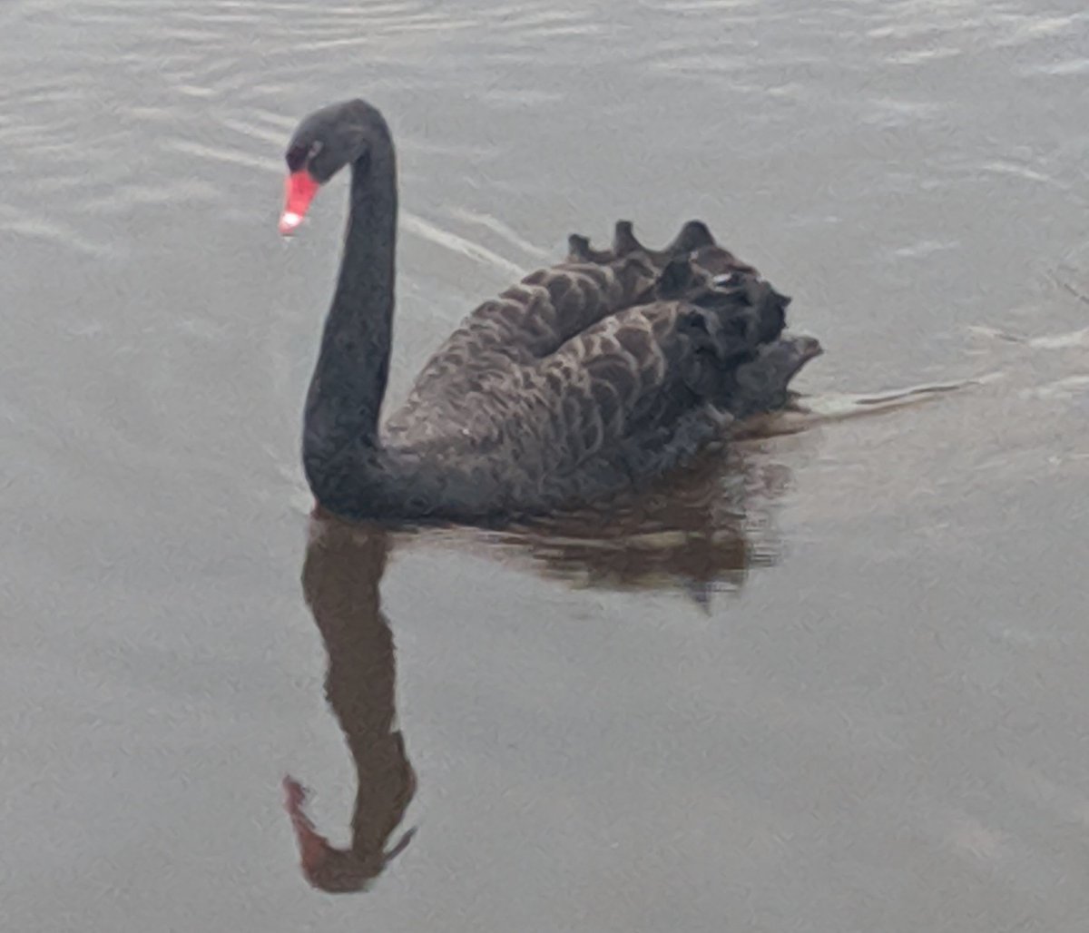 thehammerton's tweet photo. @sosbirds I was fairly surprised to see this black swan fly in and land on the Severn at Frankwell 06/10/19 https://t.co/v23rkMNYsJ