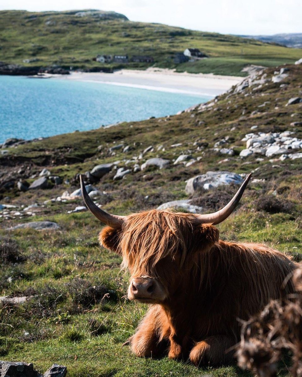 Coo with a view - a #Scottish classic! 😍🧡 #Coosday 📍 Hushinish, #IsleofHarris 📷 IG/lets_explore_scotland