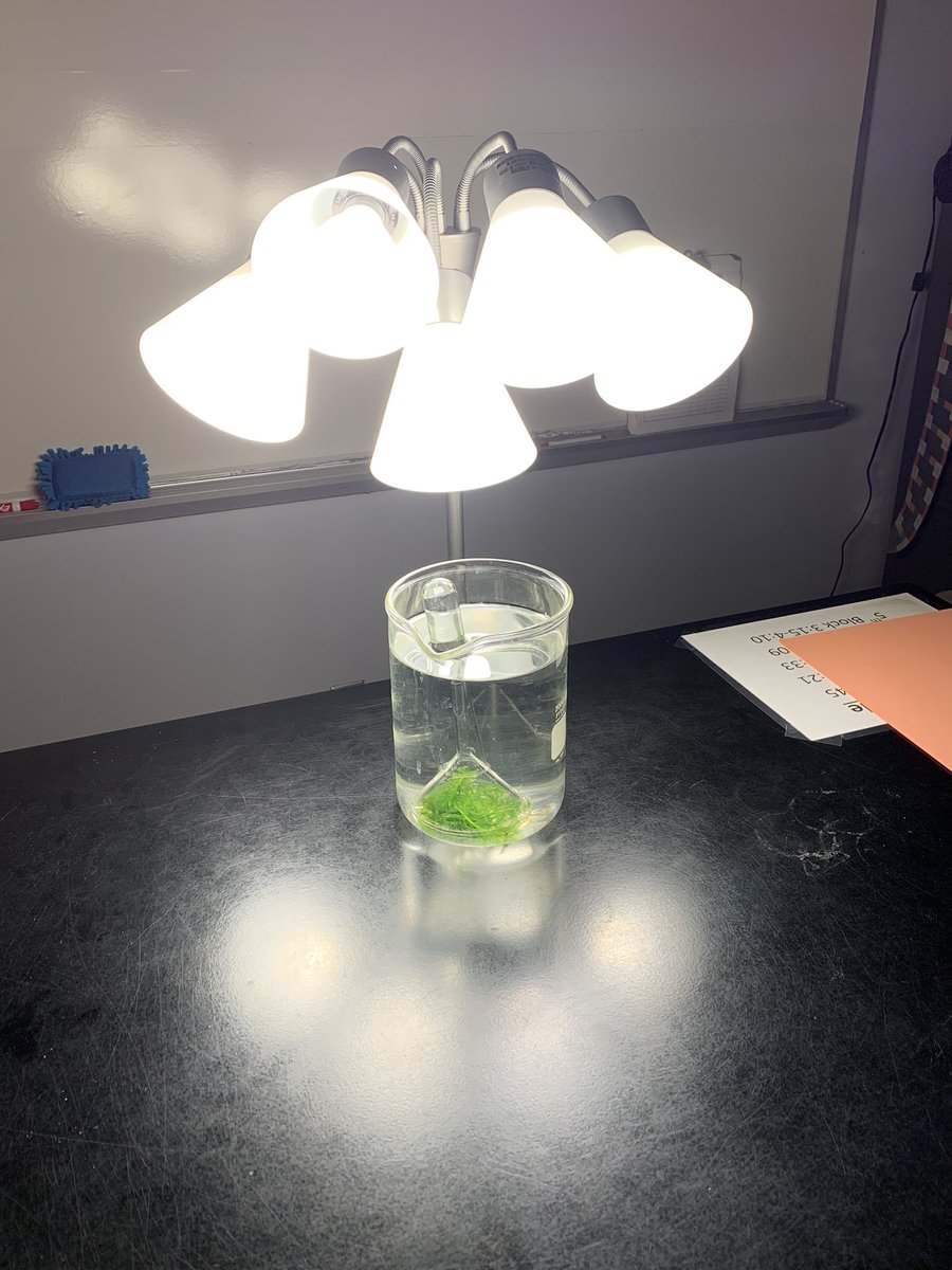 Spalding_Bio's tweet photo. Before and after pics of our photosynthesis setup from the long weekend. I wonder what that bubble is in the top of the test tube.
@dentonisd @DentonISDTeach @RHSRaiders #Photosynthesis #WeDidAScience https://t.co/wZ0eQ4zcZQ