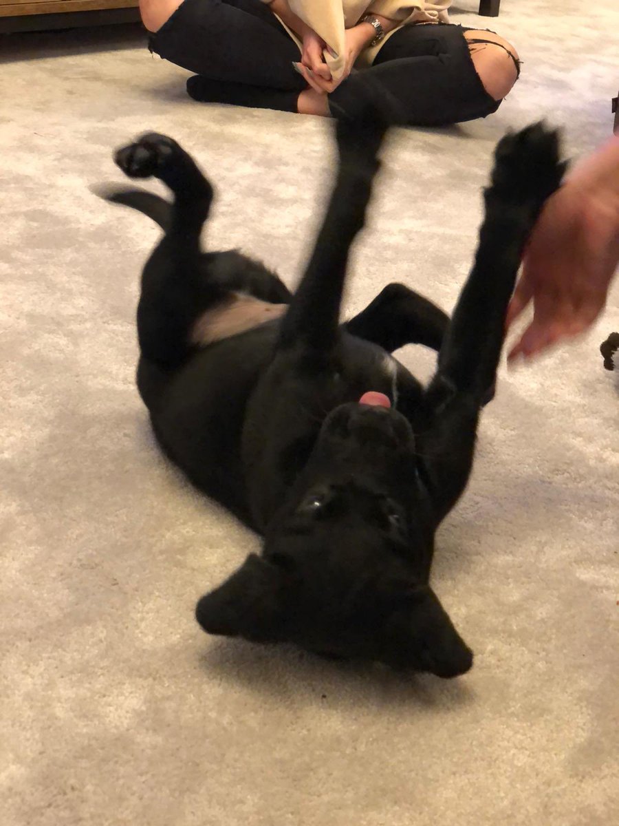 thebathgardener's tweet photo. 9 weeks old today couldn’t possibly have a Tuesday without a #pupupdate so here are some pics in from their new homes 😀 https://t.co/HoaSly84Mb