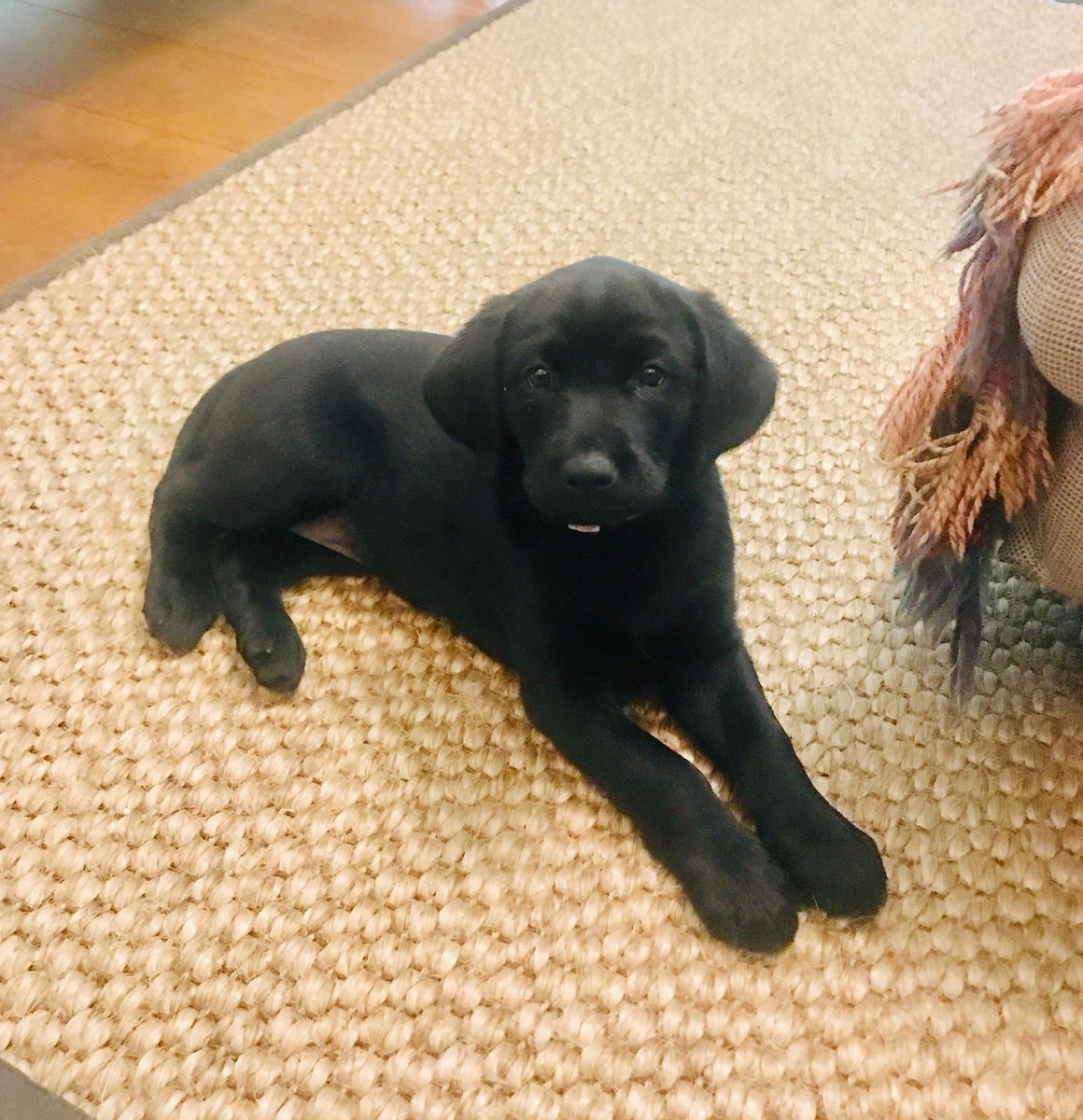 thebathgardener's tweet photo. 9 weeks old today couldn’t possibly have a Tuesday without a #pupupdate so here are some pics in from their new homes 😀 https://t.co/HoaSly84Mb