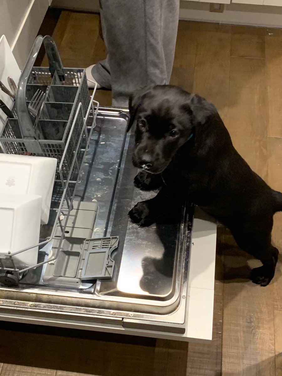thebathgardener's tweet photo. 9 weeks old today couldn’t possibly have a Tuesday without a #pupupdate so here are some pics in from their new homes 😀 https://t.co/HoaSly84Mb