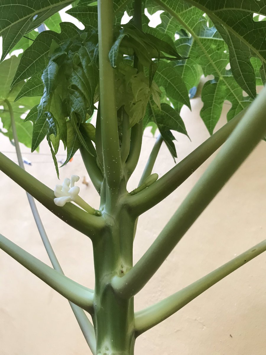 Pensioncejas's tweet photo. Será verdad que en nuestro jardín pronto tendremos papaya?

Feliz día!!! 🥰 https://t.co/GBZjHc1UaR