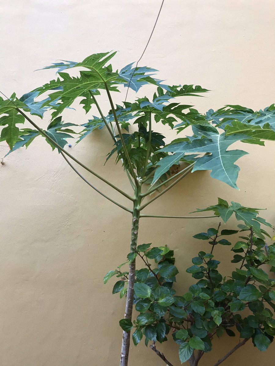 Pensioncejas's tweet photo. Será verdad que en nuestro jardín pronto tendremos papaya?

Feliz día!!! 🥰 https://t.co/GBZjHc1UaR