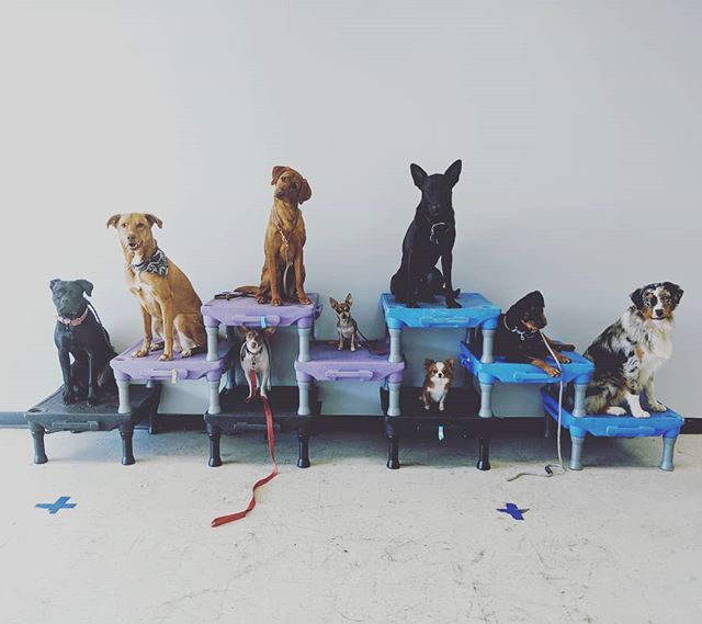 Dauntless_Dogs's tweet photo. Our day train crew is growing!
#dogpyramid #dogtraining #placestay #canecorso #muttsofinstagram #redlabrador #redlab #labradorretriever #malinois #dutchshepherd #minirottweiler #aussiesofinstagram #australianshepherd #merledog #ratterrier #chihuahua #longhairedchihuahua #smalldog https://t.co/eKmPGimGxu