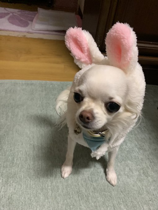 せっかく、うさぎさんのおべべを買ってあげたのに、嫌がってフードを被ってくれないっ💢 https://t.co/4gv5RPA9fz<a href="/tag/bbq"class="tags"><span>#bbq</span></a><a href="/tag/%E5%A5%B3%E5%AD%90%E4%BC%9A"class="tags"><span>#女子会</span></a><a href="/tag/%E8%B1%8A%E6%B4%B2bbq"class="tags"><span>#豊洲bbq</span></a>