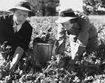 WomenAtWarBot's tweet photo. Sally Hansen and Ailsa Reid from the Australian Womens Corps, contributing to the war effort by picking peas, 1941 (1941): https://t.co/aNJ7luuXf6 https://t.co/oftAcCR7Qa