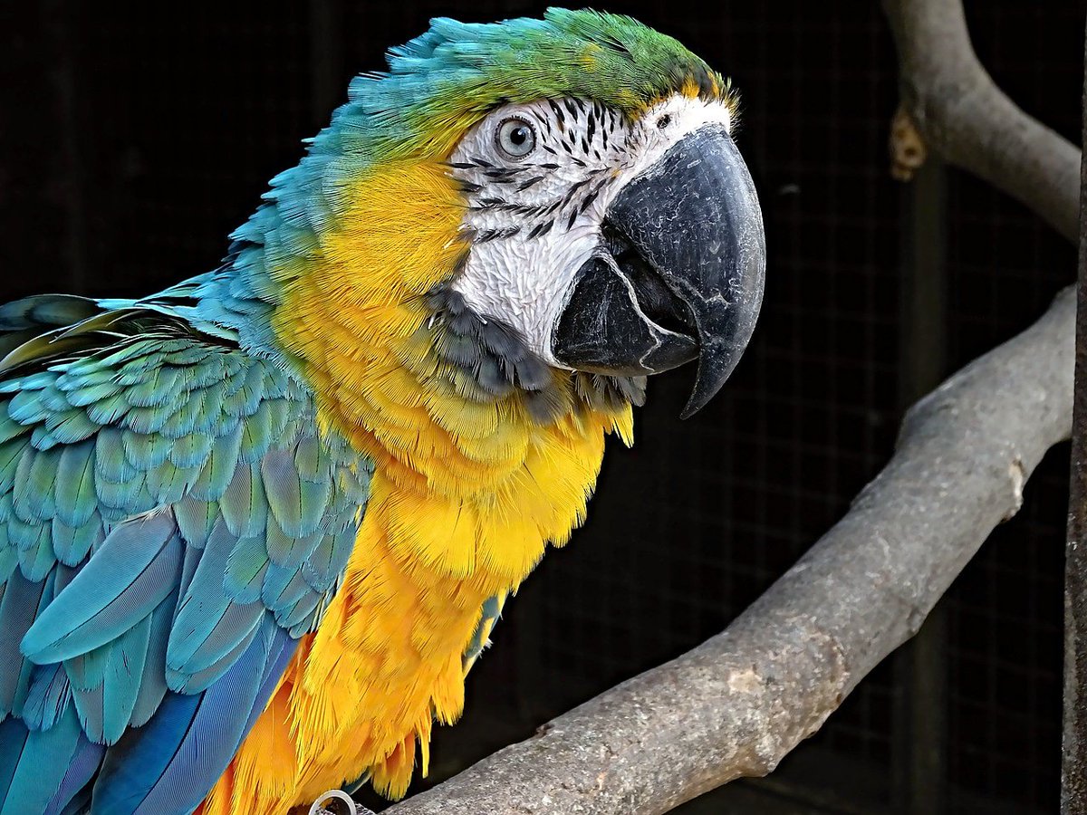 C'est un perroquet du genre Ara facilement reconnaissable aux couleurs de son plumage
-
-
#adorable #animauxsauvages #animauxmignons #ara #perroquet