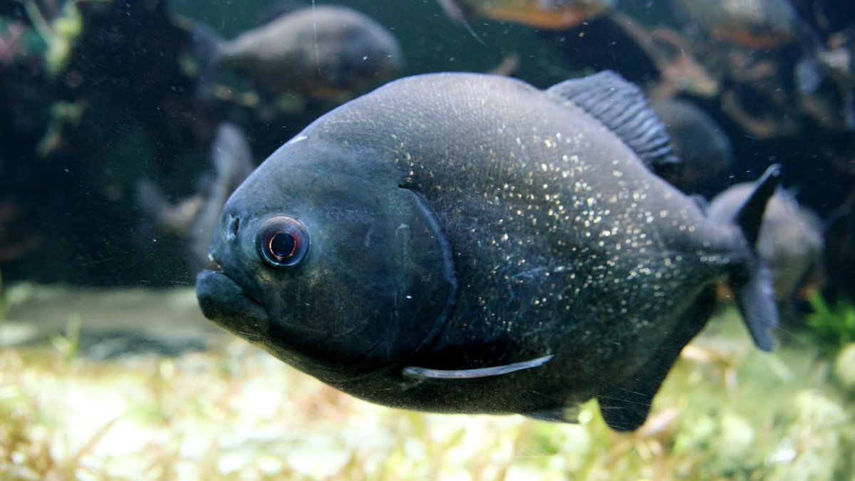 Woah...

Piranha swap out their old teeth with new set waiting in a 'crypt' bit.ly/2McnbX3