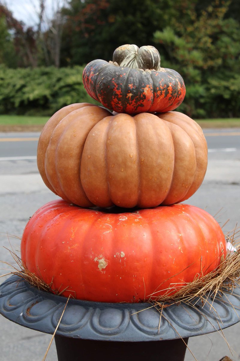 McCuesOutlet's tweet photo. Stack squash and gourds to make your own festive Fall creation!
#squash #fall #autumn #fallcolors #falldecorating #falldecoratingideas #mccuesfloweroutlet #gardencenter #smallbusiness #billerica #billericama https://t.co/nOumSsUeVY